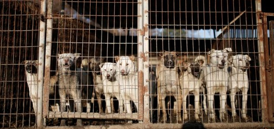 Corée du sud: tuer les chiens pour leur viande est illégal, juge un tribunal