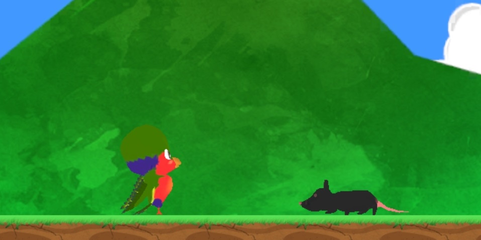 Le rat noir est la plaie du 'Ura et de toutes les autres perruches polynésiennes. Il a conduit à leur extinction sur toutes nos îles, à quelques précieuses exceptions près.