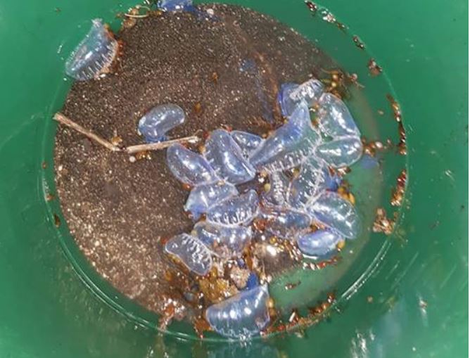 Fb : ‎Ced Bellacon‎