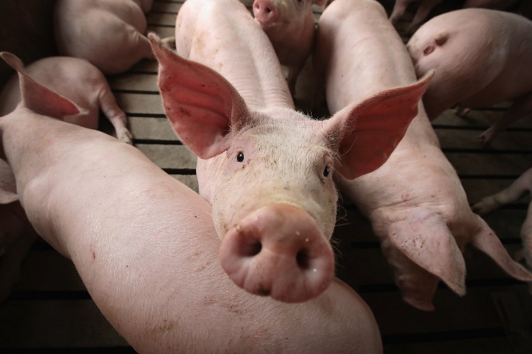 L'élevage porcin comptera à terme 1844 animaux, ce qui le placera parmi les gros élevages porcins de la Polynésie française. Photo : AFP