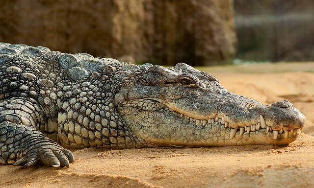 Chasse au crocodile sur les plages de l'île touristique de Phuket