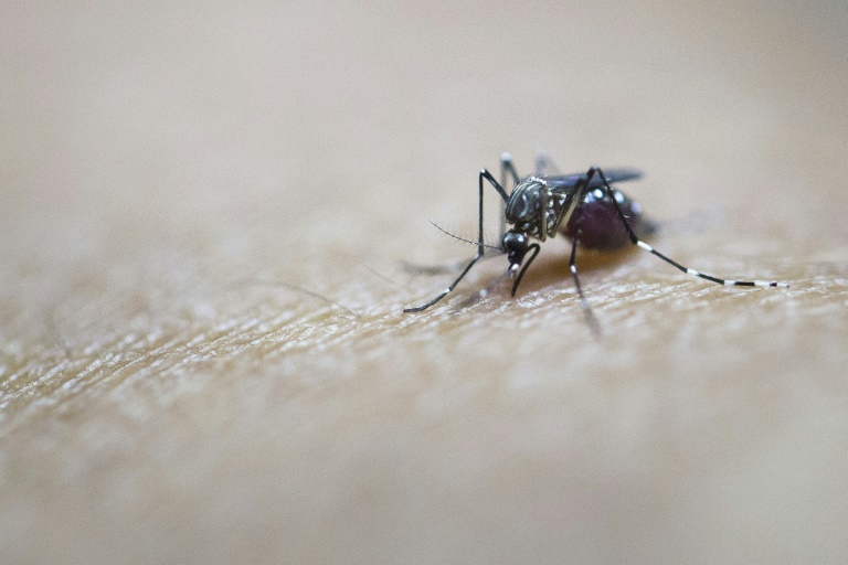 "L'épidémie de Zika n'est pas terminée", prévient un spécialiste brésilien