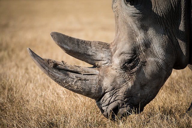 Kenya: un dixième rhinocéros est mort, le onzième attaqué par des lions