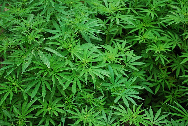 Le cannabis thérapeutique va être autorisé au Royaume-Uni
