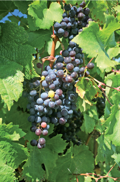 La région de Napier est littéralement cernée par les vignobles. Invitez donc les excellents crus de Napier à votre table. Avec modération…