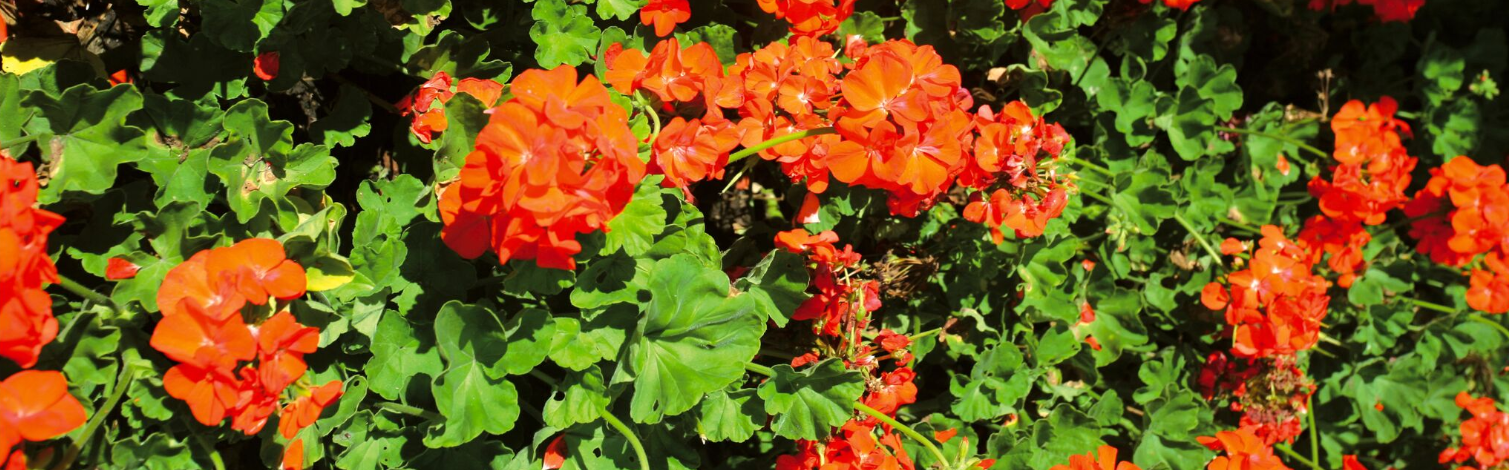 Carnet de voyage - Napier : fleurs, Art Déco et air marin