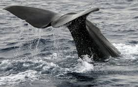 Chasse à la baleine: L'Australie opposée à tout assouplissement du moratoire
