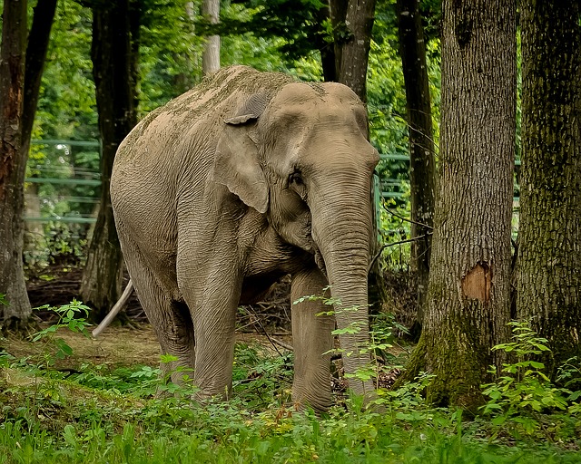 Sur la ligne de front entre hommes et éléphants en Inde