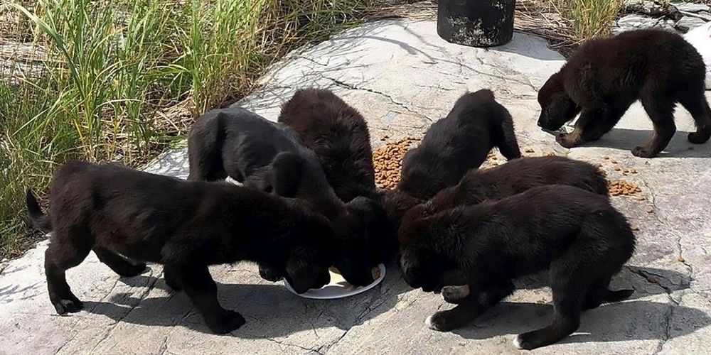 Sept chiots affamés découverts sur une île déserte canadienne