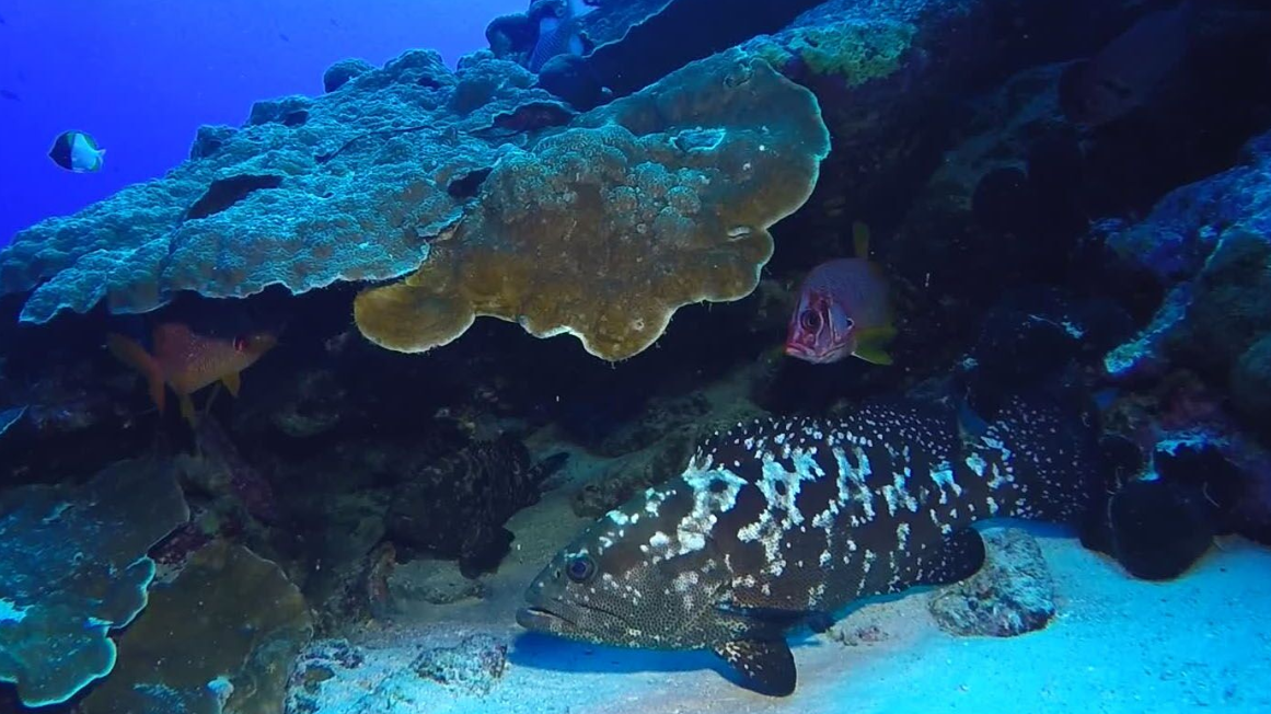 Une loche marbrée surveillant les alentours sous un corail protecteur.