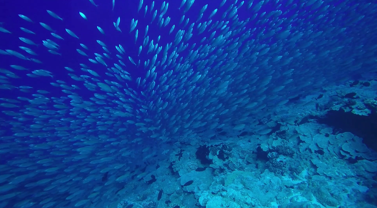 Les bancs d’alevins, en saison, sont particulièrement spectaculaires.