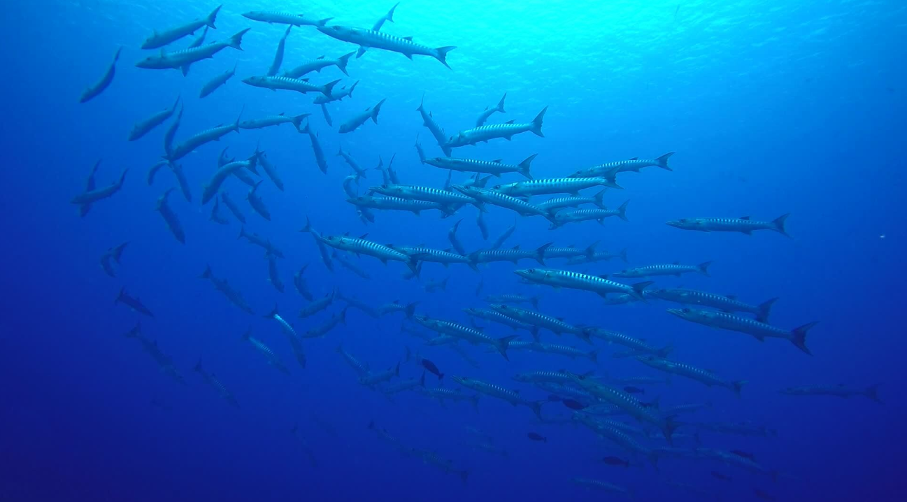 Quand un banc de barracudas (Sphyraena qenie) se laisse porter par le courant de la passe, attendant la nuit pour se mettre en chasse.