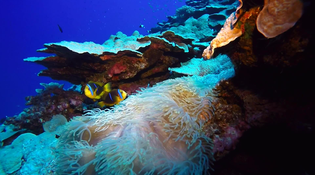 Eternelle association entre l’anémone de mer et les petits poisons-clowns.