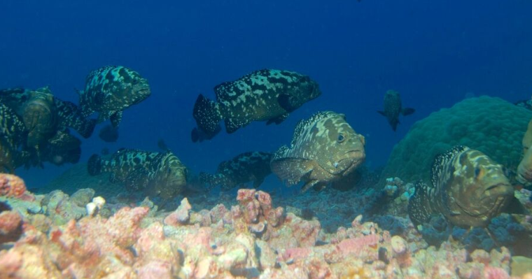 Une fois par an, les loches marbrées se donnent rendez-vous à l’extérieur de la passe pour se reproduire.