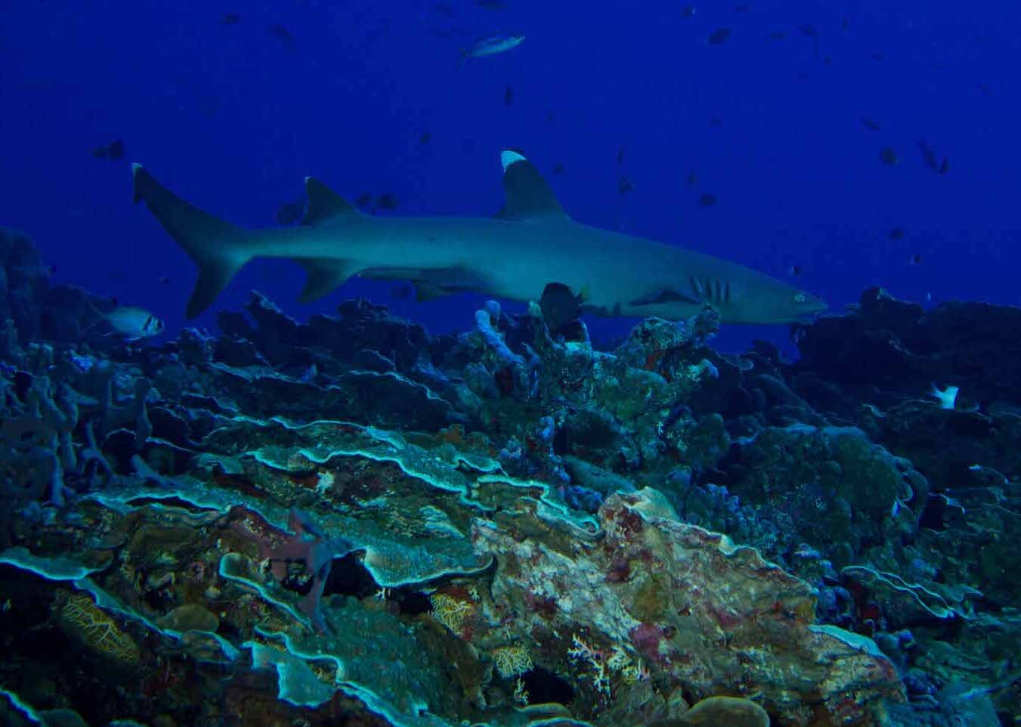 Toujours en quête d’un repas facile, un requin à aileron blanc du récif (Triaenodon obesus) vient « renifler » la palanquée.