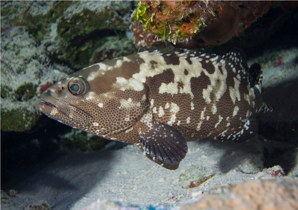 Dame loche marbrée (Epinephelus polyphekadion) n’a pas de souci à se faire,  le photographe ne lui veut aucun mal…