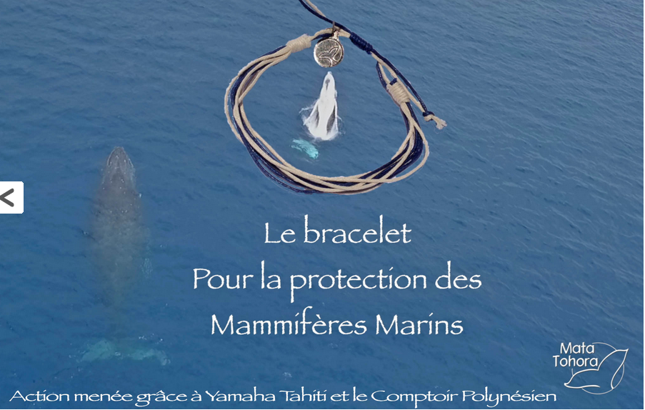 Cétacés : de nouvelles règles pour les approcher