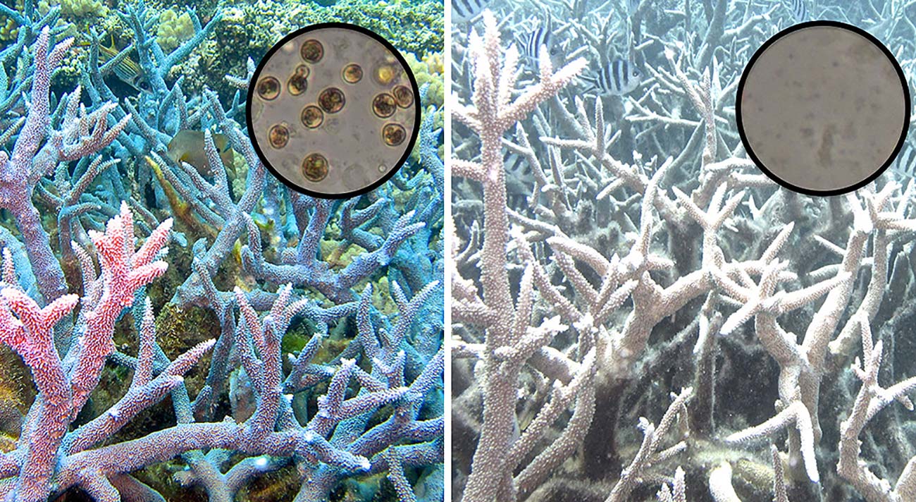 Lors des épisodes de blanchissement du corail, les polypes éjectent toutes leurs algues Symbiodinium. Si l'épisode est temporaire, le corail peut récupérer ses algues symbiotiques et survivre. S'il est trop long, le corail meurt. Étudier cette relation symbiotique compliquée est donc essentielle pour sauver nos récifs.