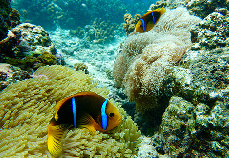La pollution lumineuse affecte-t-elle les récifs coralliens ? Une équipe du Criobe va s'attaquer à la question en étudiant les poissons-clown de Moorea (crédit photo : Suzanne C Mills)