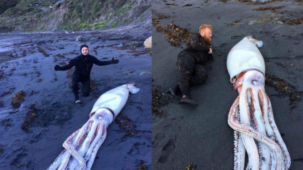 Un calamar géant s'échoue sur une plage en Nouvelle Zélande