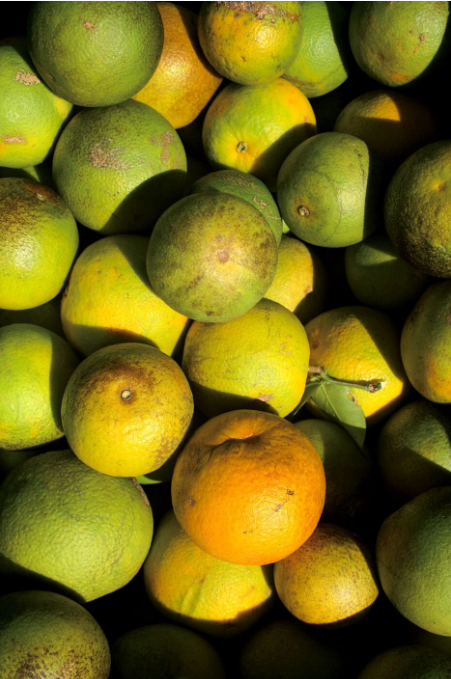 Carnet de voyage - Fruits colorés de Rurutu