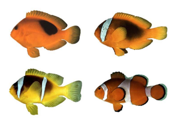 Les poissons-clowns se caractérisent par une coloration jaune à noire en passant par l’orange et le rouge, mais surtout par la présence de bandes blanches. Les différentes espèces de poissons-clowns ont de zéro à trois bandes : sur la tête, la tête et le tronc ou la tête, le tronc et la queue. De haut en bas et de gauche à droite : A. ephippium, A. frenatus, A. bicinctus et A. ocellaris. Photo : John E. Randall