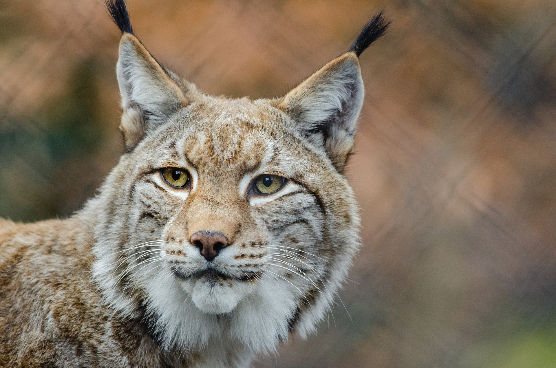 Val-de-Marne: les pompiers capturent un lynx chez un particulier