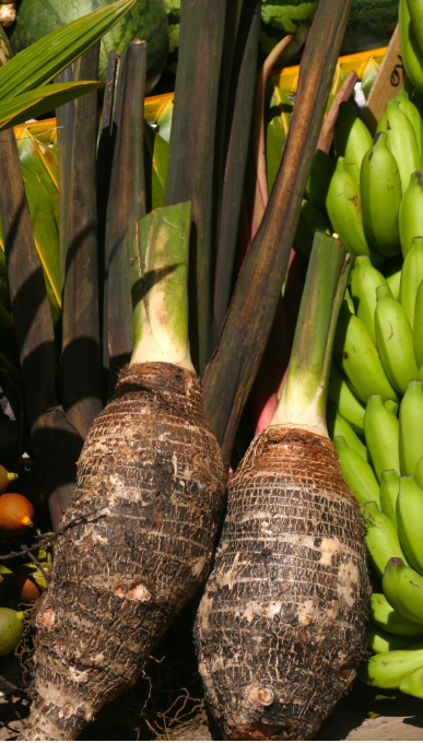 Colocasia esculenta. Le taro (taro) est une plante de premier plan dans l’archipel des Australes où il fournit la base de la nourriture.