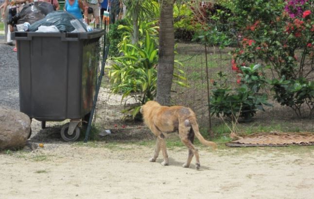Faa’a : l’interdiction du nourrissage des animaux errants confirmée en justice