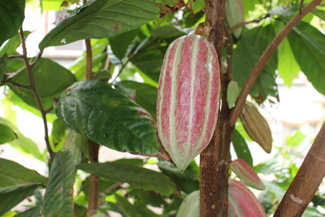 Chocolat, de la fève à la tablette