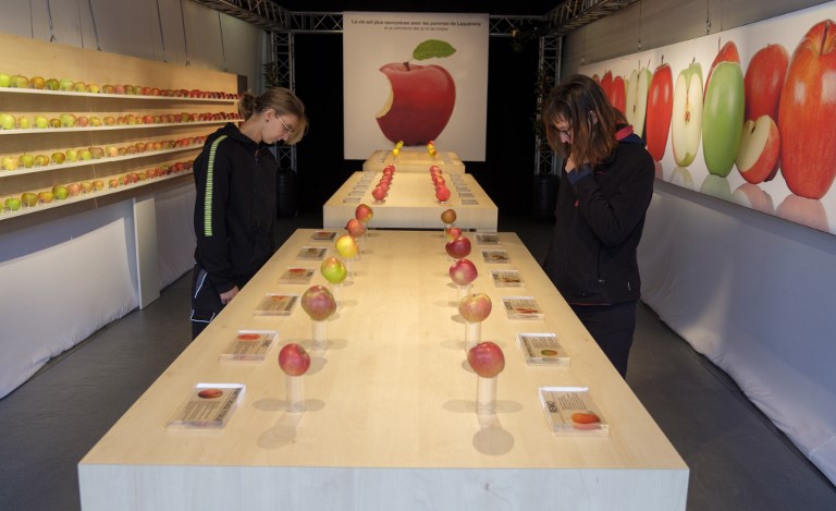Moselle: une exposition de pommes comme dans un Apple store