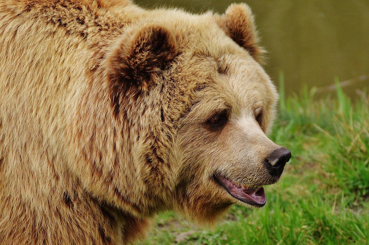 Une ourse slovène lâchée en Béarn, les anti-ours promettent de la "traquer"