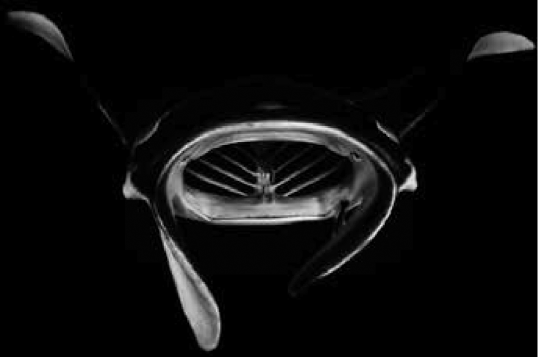 Le photographe sous-marin Vincent Truchet au Carrousel du Louvre