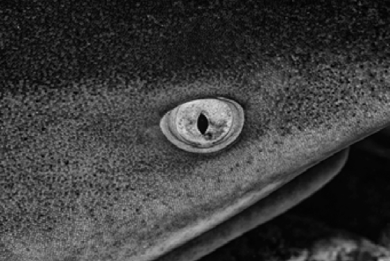 Le photographe sous-marin Vincent Truchet au Carrousel du Louvre