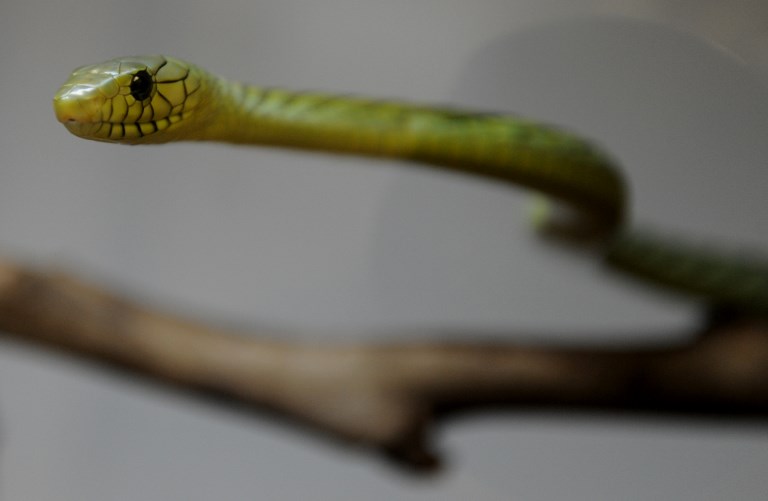 Un mamba venimeux en évasion sème la peur en banlieue de Prague