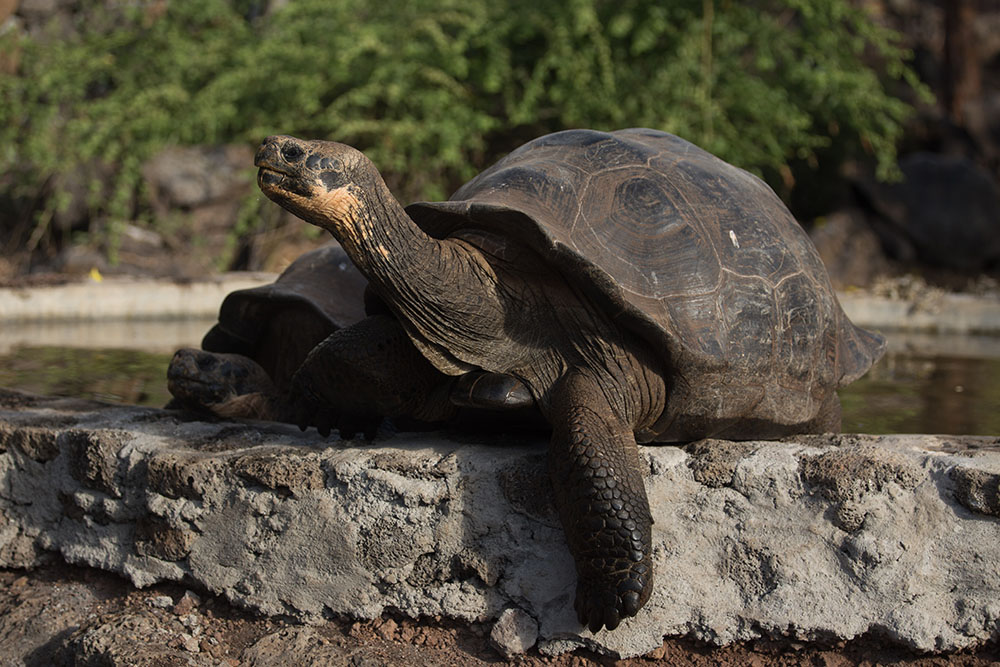 Equateur : mystérieux vol de 123 tortues aux Galapagos