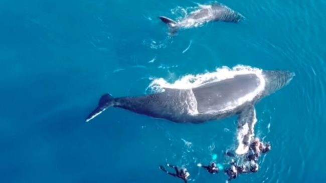 Whale watching : "Eviter l'anarchie sur le plan d'eau"