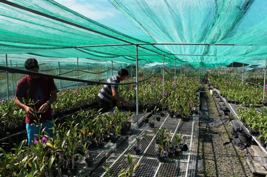 Tous les jours, il faut soigner les orchidées, réparer les serres, veiller à la coupe des fleurs, etc.