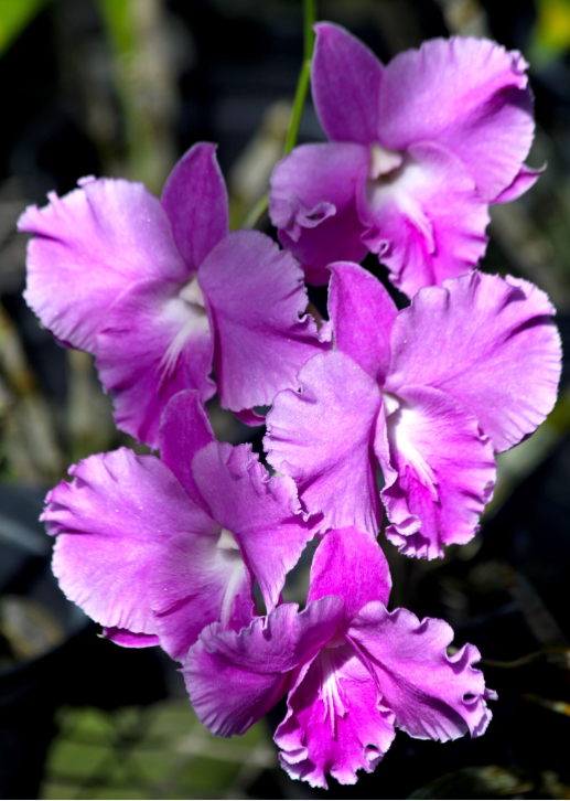 Mi-ombre, mi-soleil, toujours sous ombrière, jamais en plein vent, les orchidées sont faciles à vivre si l’on est organisé pour répondre à leurs besoins.