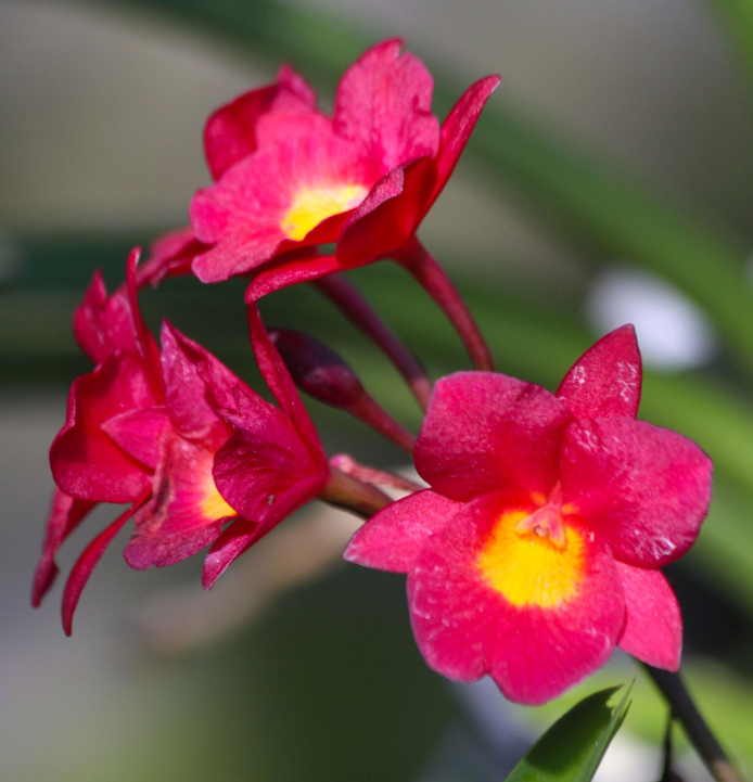 La plupart des orchidées vendues aujourd’hui à Tahiti sont des fleurs issues de clones expédiés depuis la Thaïlande.