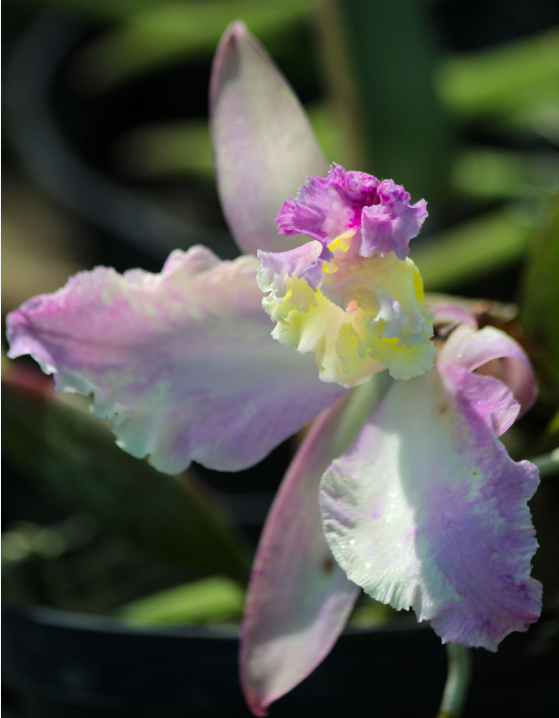 Cette fleur de cattleya capricieuse a décidé de vivre à l’envers !