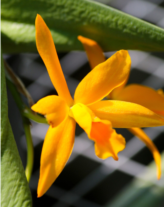 C’est à Hawaii, voilà quelques décennies, que Chrstian Moux s’est formé à l’élevage des orchidées (car on dit « élevage », et non pas « culture » pour ces fleurs nobles).