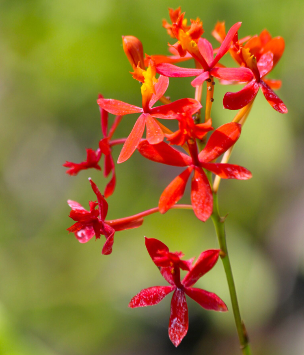 Le genre Epidendrum fournit des grappes de petites fleurs très colorées.