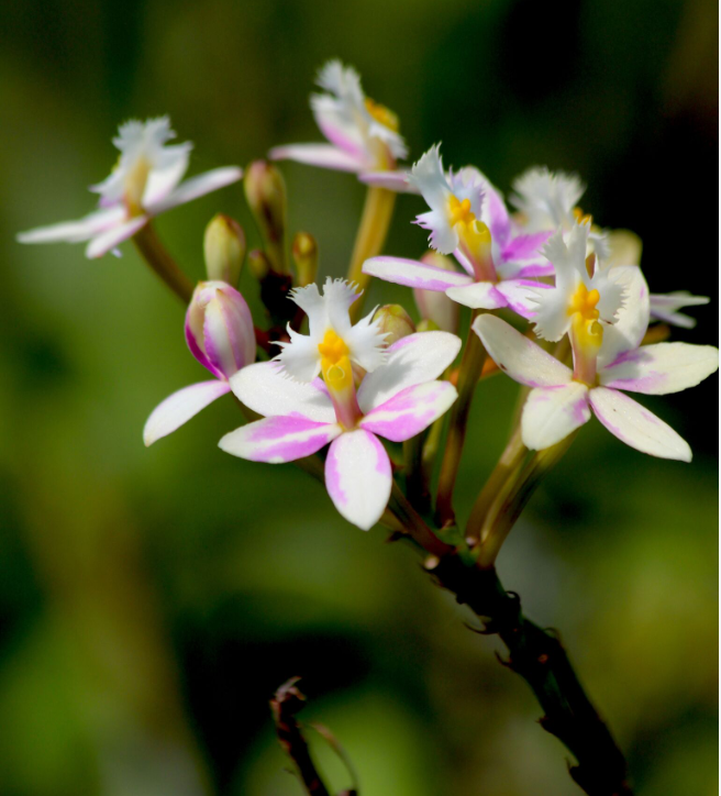 Bel hybride d’Epidendrum aux délicates nuances roses.