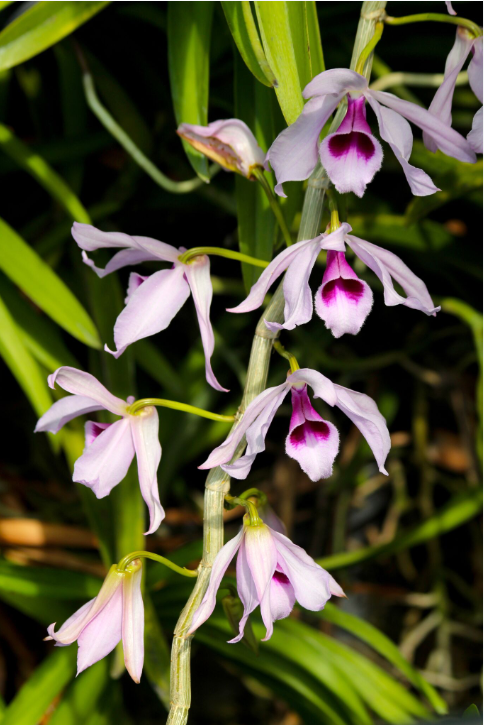 Les orchidées se développent sur des substrats de graviers, dans des pots, ou fixées en épiphytes à des supports accrochés en hauteur.