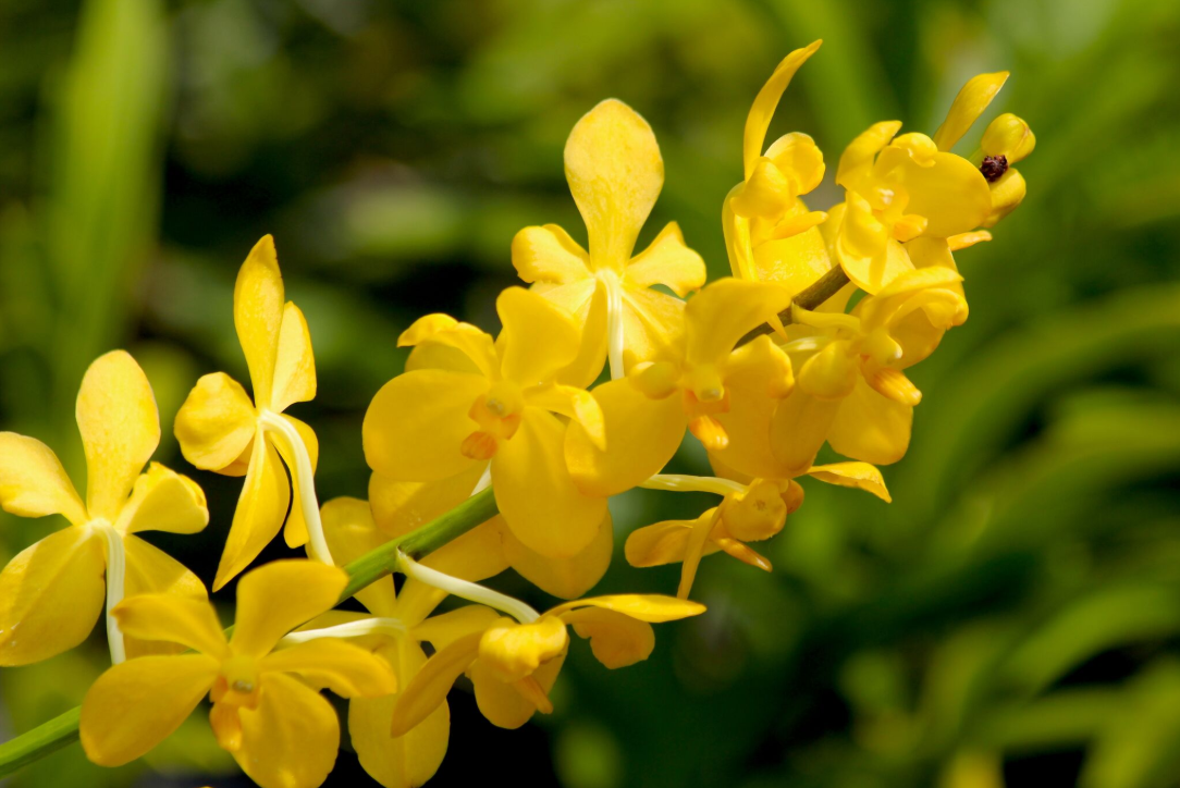 Les vandas sont des fleurs très robustes, acceptant le plein soleil.
