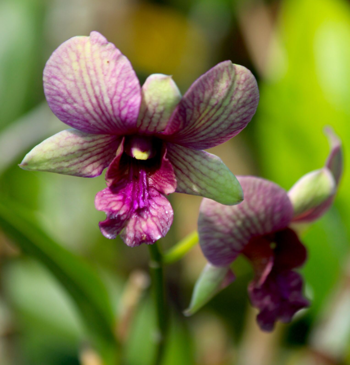 Magnifique hybride de dendrobium aux pétales comme veinés.