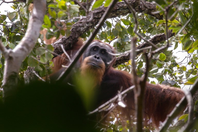Une espèce rare d'orang-outan menacée par un barrage en Indonésie