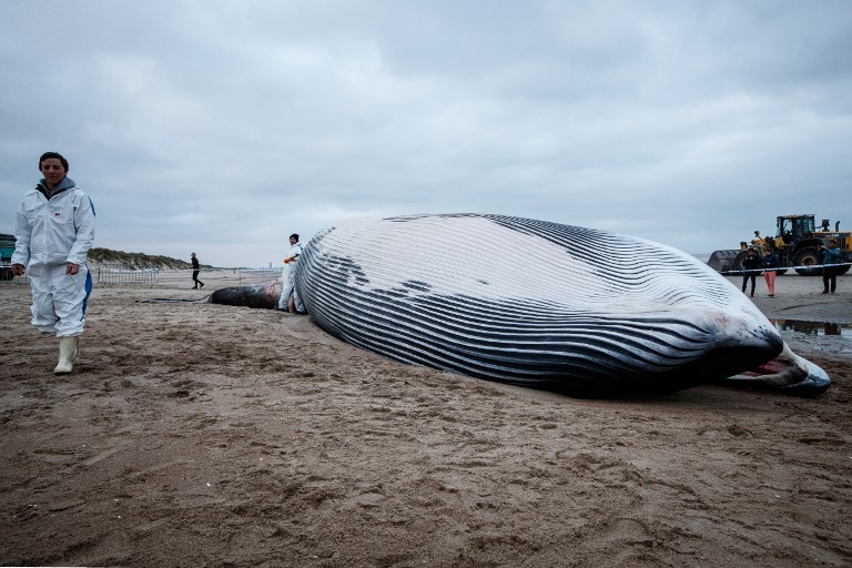 Une baleine de 18 mètres s'échoue sur la côte belge