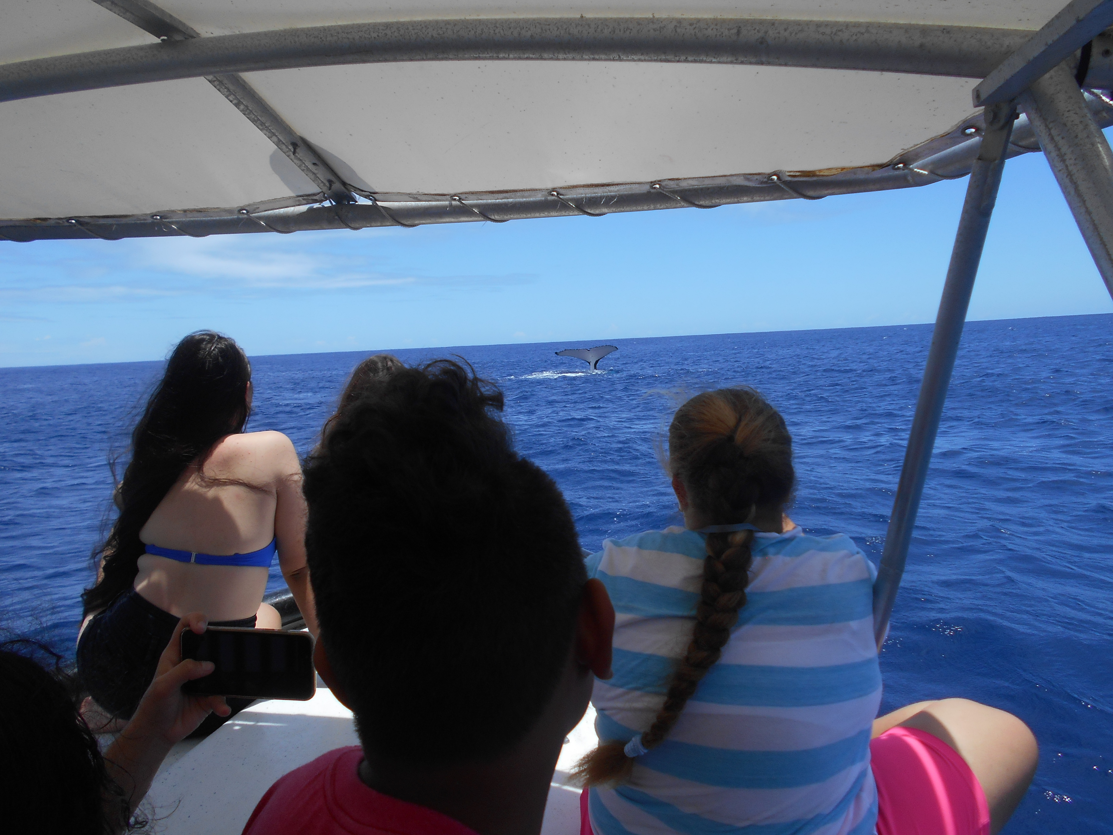 Afareaitu : des collégiens à la rencontre des baleines